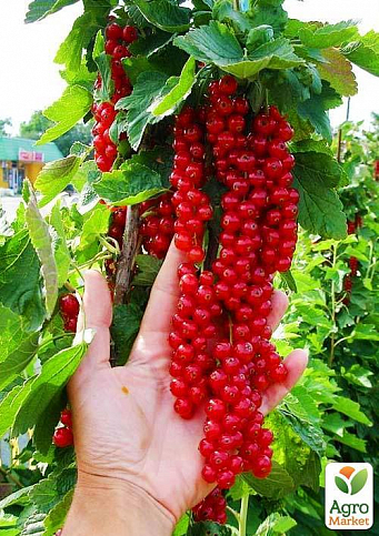 Смородина червона "Ровада" (Rovada) (середньо-пізній термін дозрівання, має великі, тверді і блискучі ягоди) - фото 2