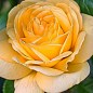 Роза в контейнере флорибунда "Arthur Bell" (саженец класса АА+) цена