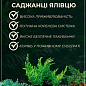 Ялівець горизонтальний "Golden Carpet" C2, діаметр 20-25см купить