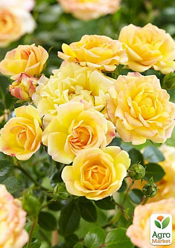 Троянда чайно-гібридна "Солей д`ор" (саджанець класу АА +) вищий сорт - фото 3