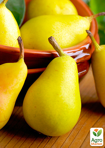 Эксклюзив! Груша "Легенда Карпат" (Legend of the Carpathians) (премиальный осенний сорт, украинской селекции)