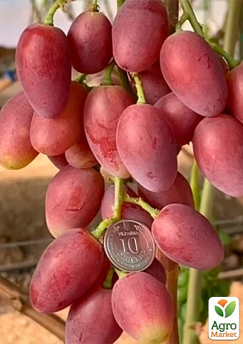 Виноград "Квазар" (надвеликий виноград із солодкою, хрусткою ягодою) - фото 2