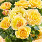 Троянда чайно-гібридна "Солей д`ор" (саджанець класу АА +) вищий сорт цена
