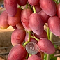 Виноград "Квазар" (надвеликий виноград із солодкою, хрусткою ягодою) купить