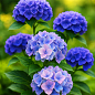 Гортензия крупнолистная "Blauer Zwerg" вазон Р9
