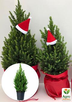 Хвоя Новогодняя "Christmas Picea" (Рождественская ель) (высота 40-50см)2