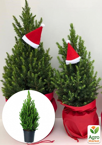 Хвоя Новогодняя "Christmas Picea" (Рождественская ель) (высота 40-50см)