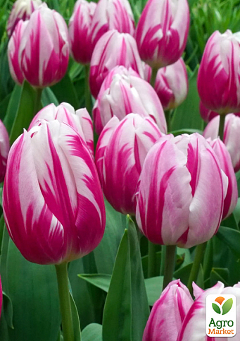 Тюльпан "Bojangles"