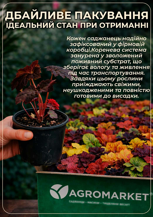 Гейхера (Heuchera) "Black Forest Cake" С1 (высота 15-30см) - фото 4