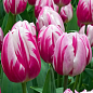 Тюльпан "Bojangles"