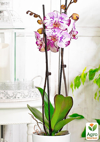 Орхидея (Phalaenopsis) "Magic Art" - фото 2
