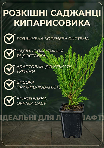 Кипарисовик лавсона "Ivone" (контейнер Р9, высота 8-10см) - фото 2