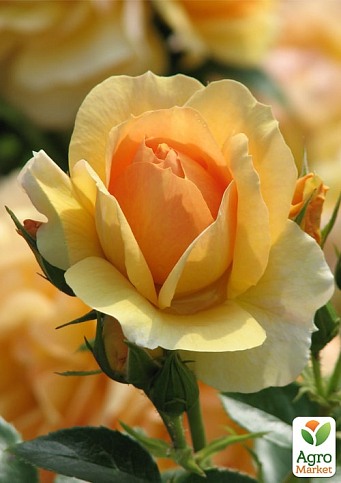 Троянда плетиста "Фокстрот" (саджанець класу АА+) вищий сорт - фото 4