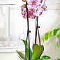 Орхідея (Phalaenopsis) "Magic Art" купить
