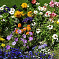Комплект цветов в зиппере "Цветочный праздник" 15уп
