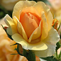 Роза плетистая "Фокстрот" (саженец класса АА+) высший сорт