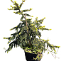 Ялина східна "Aureospicata" С4, висота 40-50см купить
