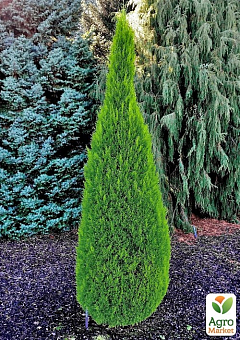 Кипарис Крупноплодный 3-х летний (Cupressus Macrocarpa) С1,5  высота 70-80см4