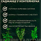 Ежевика "Натчез" 2х-летняя укорененная в контейнере купить