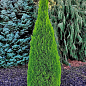Кіпарис Крупноплідний 3-х річний (Cupressus Macrocarpa) С1,5 висота 70-80см купить