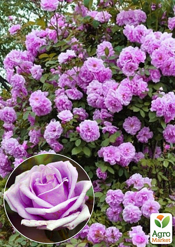 Эксклюзив! Роза плетистая нежно-фиолетовая "Красотка" (Beautiful) (саженец класса АА+, премиальный болезнеустойчивый сорт)
