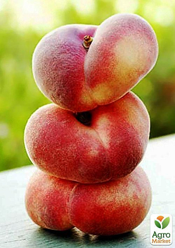 Эксклюзив! Персик желтый с ярким румянцем "Тропический рай" (Tropical paradise) (английская селекция, премиальный высокоурожайный сорт) - фото 4