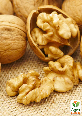 Волоський горіх "Ідеал" (ранній термін дозрівання)