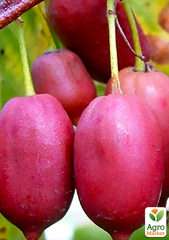 Актінідія 2-х річна «Пурпурова» (міні-ківі, морозостійкий сорт) вазон С1 - фото 5