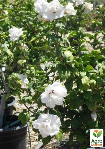 Гибискус древовидный махровый "Жанна дарк" - фото 5