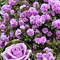 Эксклюзив! Роза плетистая нежно-фиолетовая "Красотка" (Beautiful) (саженец класса АА+, премиальный болезнеустойчивый сорт)