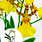 Орхідея Камбрія "Honey Bee"