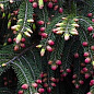 Ель Вильсона "Picea Wilsonii" (горшок P9)