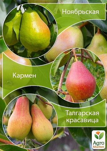 Дерево-сад Груша "Ноябрьская+Кармен+Талгарская Красавица" 