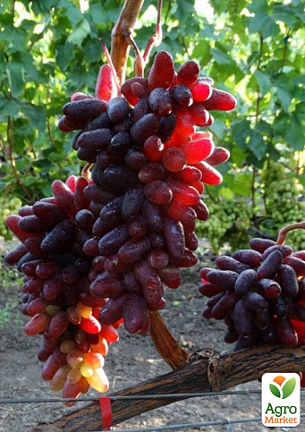 Виноград "Казанова" (сверхранний, сладкий, вес грозди до 2000 г) - фото 2