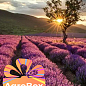 Ексклюзив! AGROBOX з саджанцем прекрасної декоративної рослини