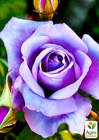 Роза чайно-гибридная "Голубой нил" (саженец класса АА+) высший сорт - фото 2