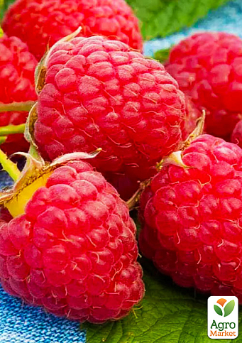 Малина "Версаль" (ранній термін дозрівання, високоврожайний та безшипий сорт) - фото 3