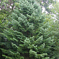 Ялиця Маньчжурська (Abies holophylla) горщик P9 1 саджанець в упаковці купить