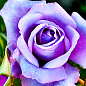 Роза чайно-гибридная "Голубой нил" (саженец класса АА+) высший сорт купить