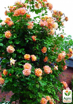 Троянда плетиста "Скулгёл" (саджанець класу АА +) вищий сорт2