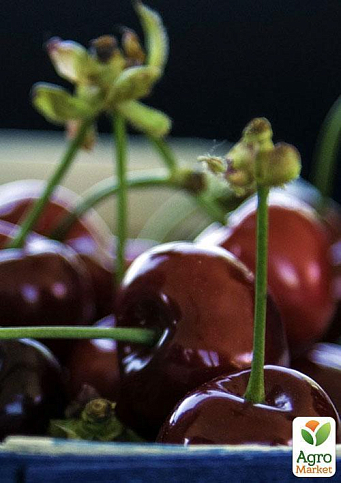 Эксклюзив! Вишня карликовая шаровидная темно-красная "Встреча" (Meeting) (премиальный крупноплодный среднеспелый сорт) - фото 4