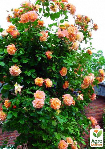 Троянда плетиста "Скулгёл" (саджанець класу АА +) вищий сорт