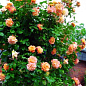 Троянда плетиста "Скулгёл" (саджанець класу АА +) вищий сорт