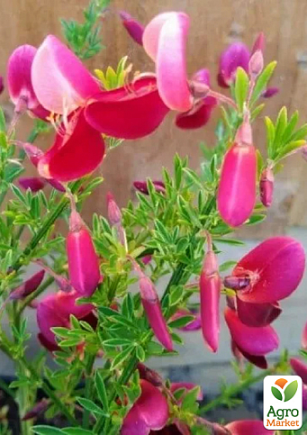 Ракитник 3-х летний "Johnson`s Crimson" вазон С4