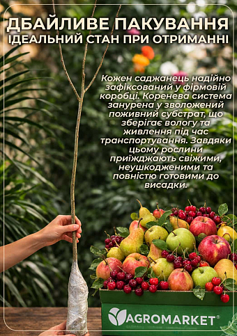 Дерево-сад Яблоня "Ред Сан+Флорина+Дискавери+Симиренко"  - фото 3