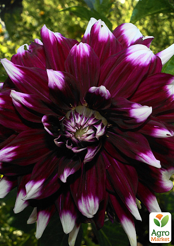 Георгина "Mystery Day" (гигантский цветок)