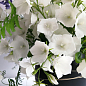 Кампанула "Carillon White"  