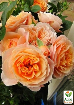 LMTD Роза 2-х летняя "Royal Oranje" (укорененный саженец в горшке, высота 20-30см)4