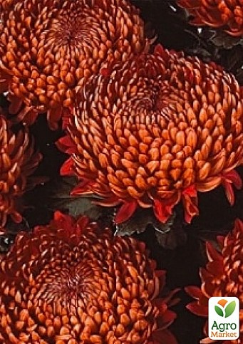 Хризантема  "Tourbillon" (низкорослая крупноцветковая) - фото 4