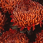Хризантема  "Tourbillon" (низкорослая крупноцветковая)